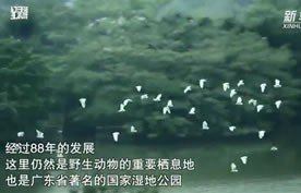 中国最舒服的湾区城市，被藏得好深！